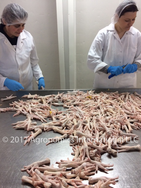 Chicken Feet Frozen Grade A - Export