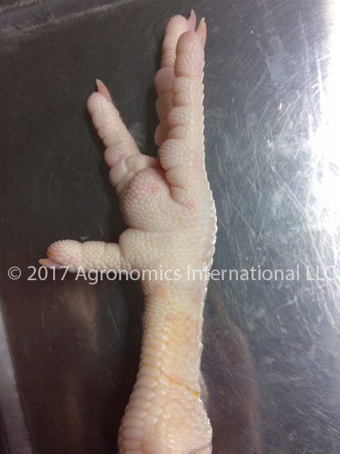 Chicken Feet Frozen Grade A - Export