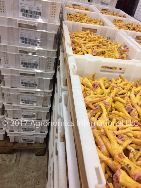 Chicken Feet Frozen Grade A - Export - Pre-Processing