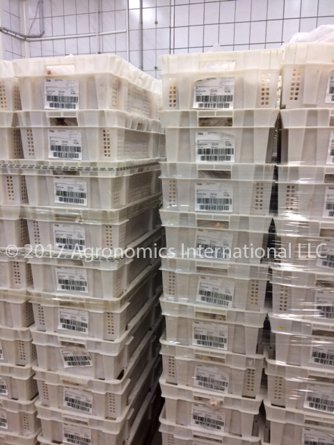 Bulk Chicken Feet Frozen Grade A - Export 