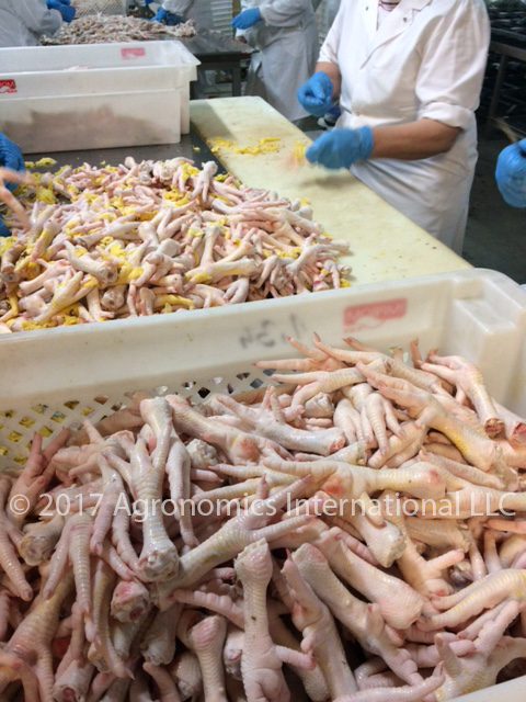 Bulk Chicken Feet Frozen Grade A - Export